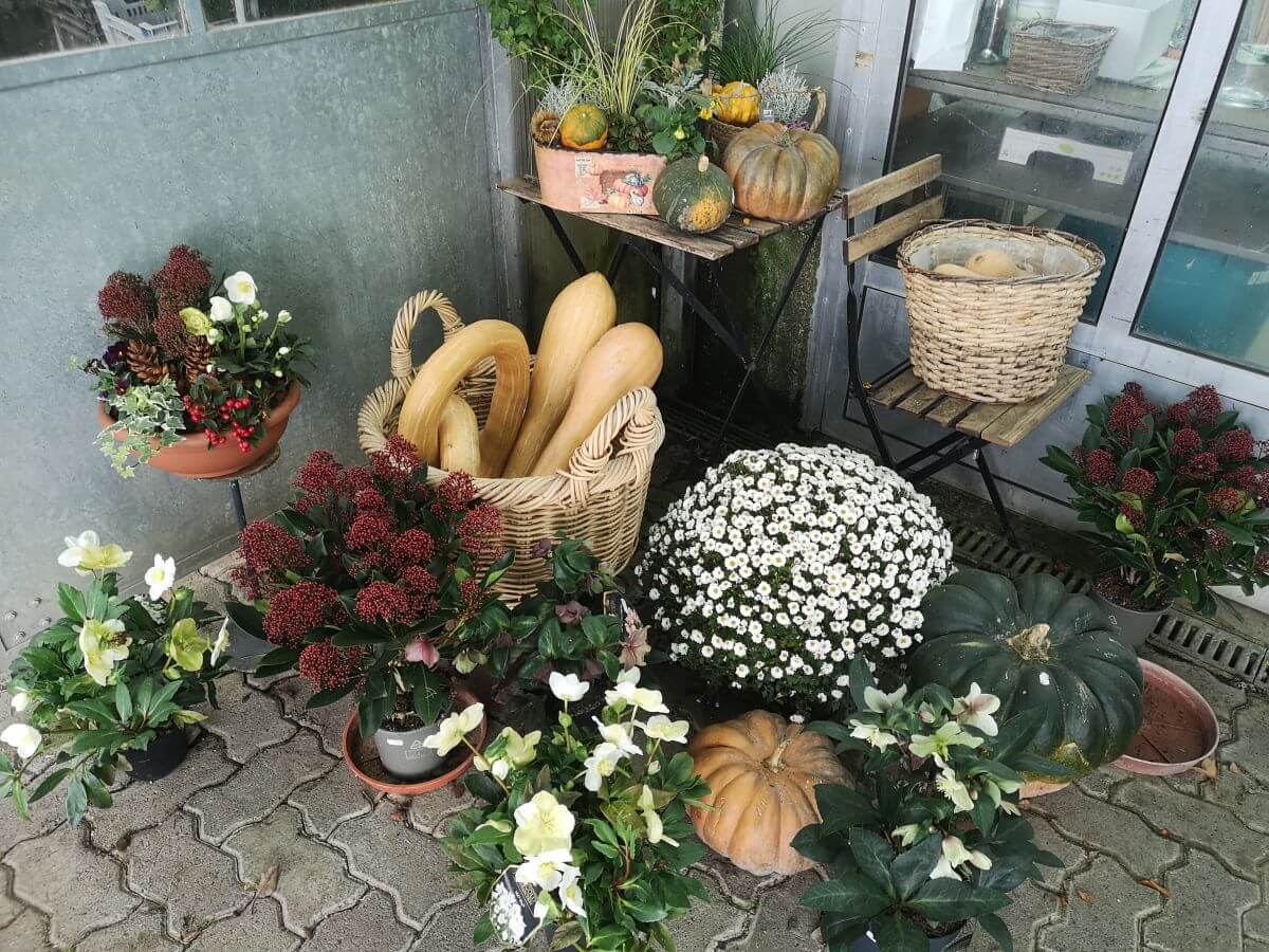 Gärtnerei Egli, Topfpflanzen, Schnittblumen, Unterhalt, Überwinterung Blumen-5