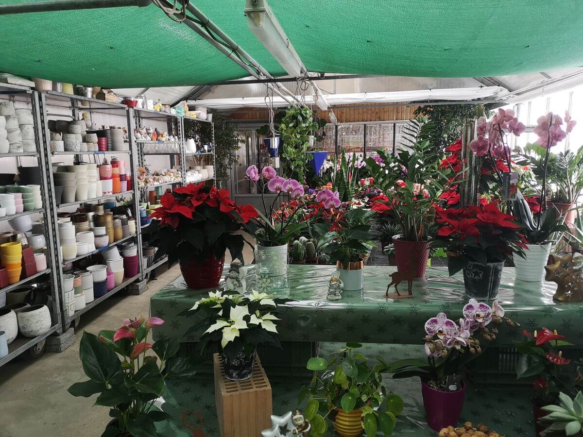 Gärtnerei Egli, Topfpflanzen, Schnittblumen, Unterhalt, Überwinterung Blumenladen-4