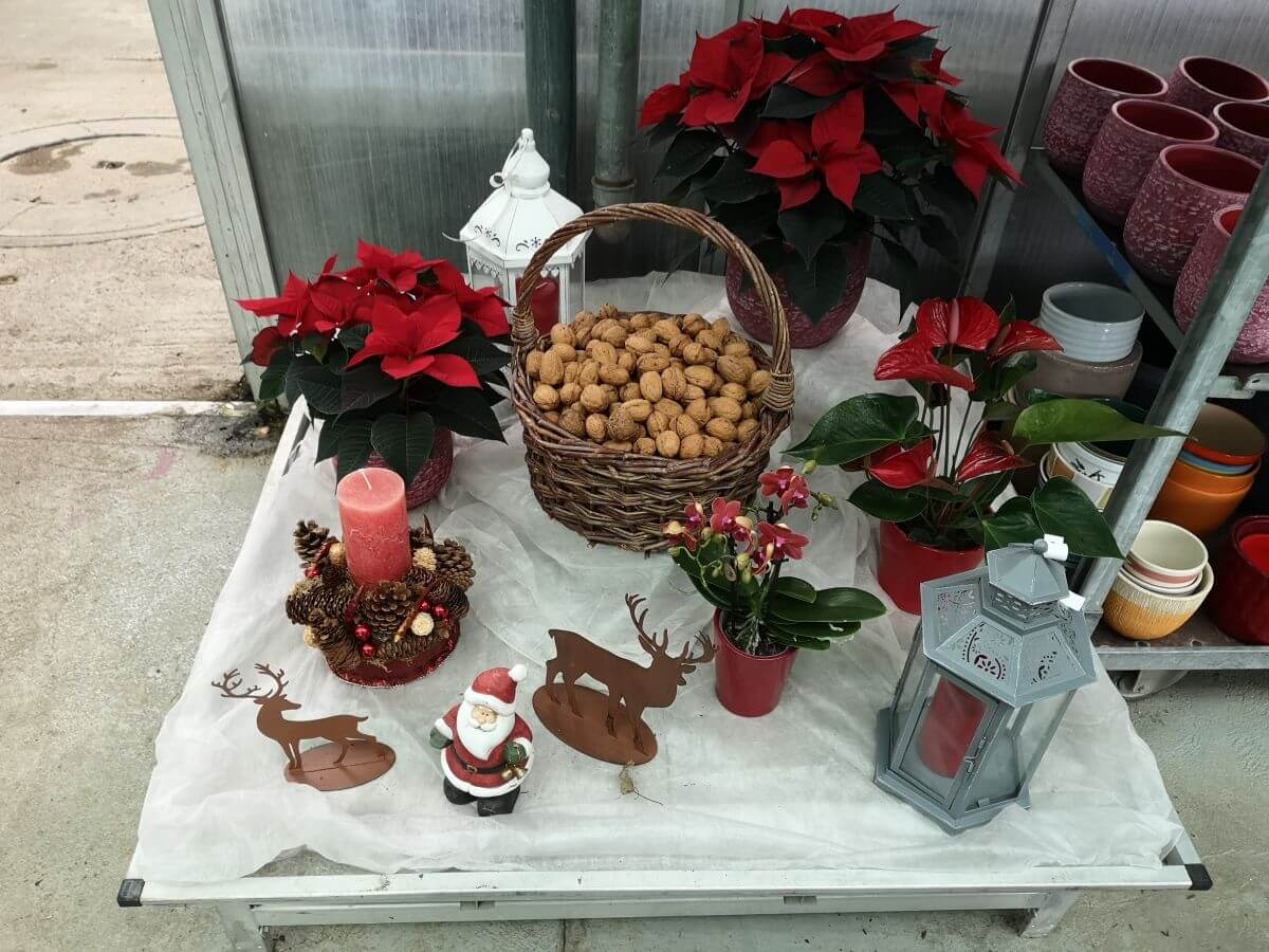 Gärtnerei Egli, Topfpflanzen, Schnittblumen, Unterhalt, Überwinterung Blumenladen-6
