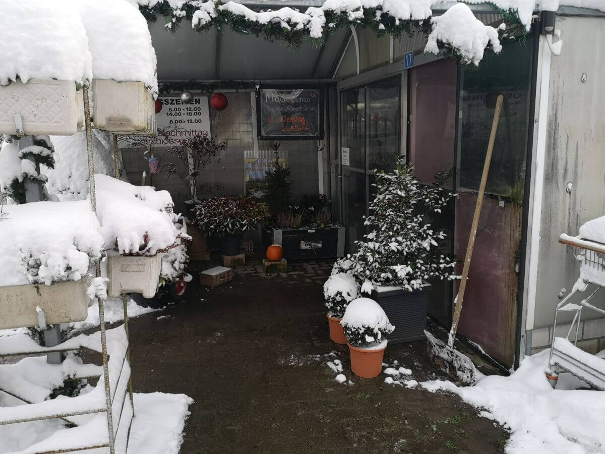 Gärtnerei Egli, Topfpflanzen, Schnittblumen, Unterhalt, Überwinterung Blumenladen-7