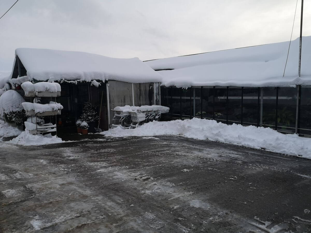 Gärtnerei Egli, Topfpflanzen, Schnittblumen, Unterhalt, Überwinterung Blumenladen-Parkplatz-1
