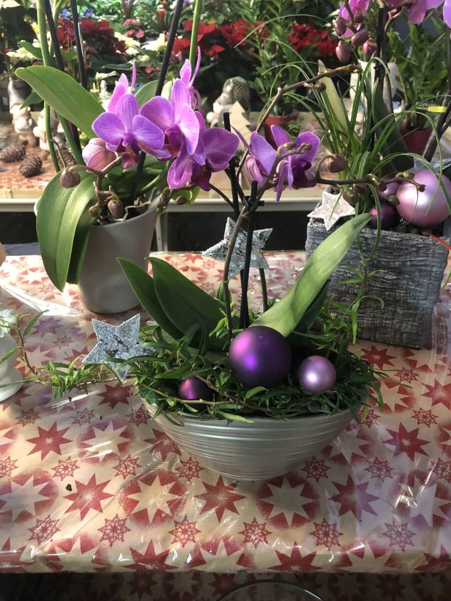 Gärtnerei Egli, Topfpflanzen, Schnittblumen, Unterhalt, Überwinterung Blumen-8