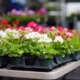 Gärtnerei Egli, Topfpflanzen, Schnittblumen, Unterhalt, Überwinterung setzlinge-5